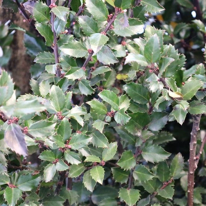 Garden Goods Direct Blue Prince Holly 3 Garden Goods Direct Blue Prince Holly