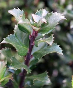 Garden Goods Direct Blue Prince Holly