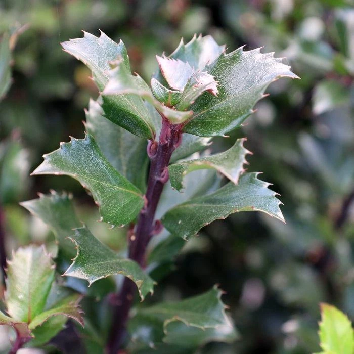 Garden Goods Direct Blue Prince Holly 2 Garden Goods Direct Blue Prince Holly