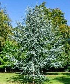 Garden Goods Direct Blue Atlas Cedar Trees
