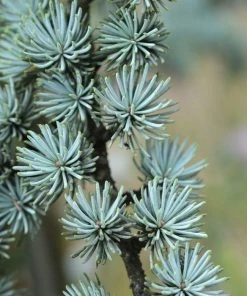 Garden Goods Direct Blue Atlas Cedar Trees