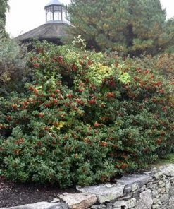 Garden Goods Direct Blue Princess Holly 7 Garden Goods Direct Blue Princess Holly