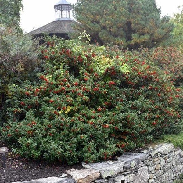 Garden Goods Direct Blue Princess Holly 4 Garden Goods Direct Blue Princess Holly