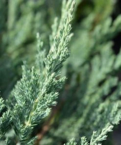 Garden Goods Direct Shrubs Blue Chip Juniper 6 Garden Goods Direct Shrubs Blue Chip Juniper