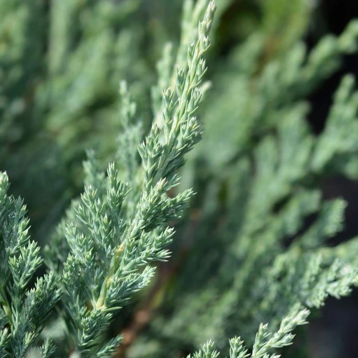 Garden Goods Direct Shrubs Blue Chip Juniper 3 Garden Goods Direct Shrubs Blue Chip Juniper