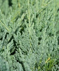 Garden Goods Direct Shrubs Blue Chip Juniper 7 Garden Goods Direct Shrubs Blue Chip Juniper