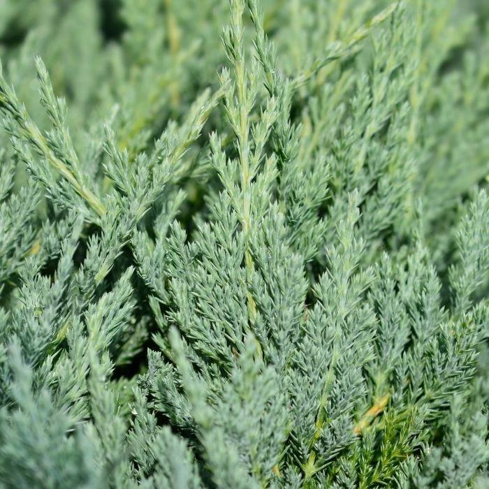 Garden Goods Direct Shrubs Blue Chip Juniper 4 Garden Goods Direct Shrubs Blue Chip Juniper