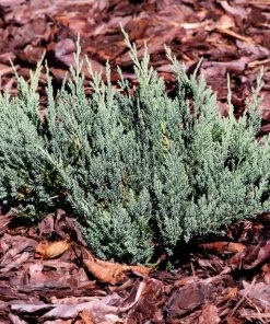 Garden Goods Direct Shrubs Blue Chip Juniper