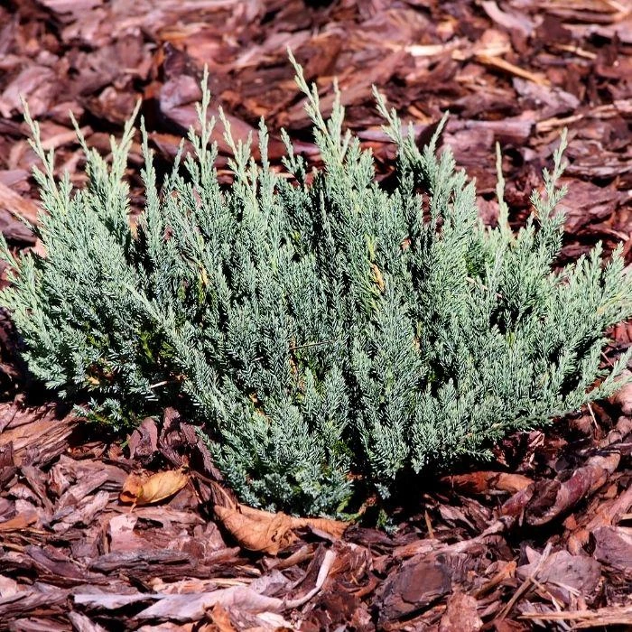 Garden Goods Direct Shrubs Blue Chip Juniper 1 Garden Goods Direct Shrubs Blue Chip Juniper