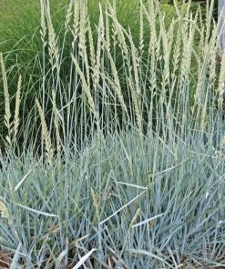 Garden Goods Direct Perennials Blue Dune Lyme Grass