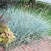 Garden Goods Direct Perennials Blue Dune Lyme Grass