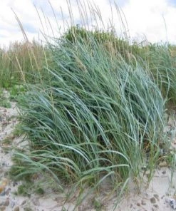 Garden Goods Direct Perennials Blue Dune Lyme Grass