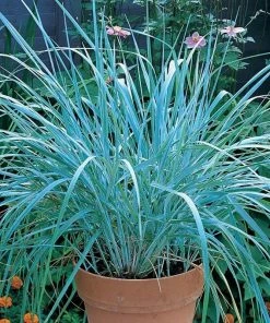 Garden Goods Direct Perennials Blue Dune Lyme Grass