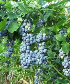 Garden Goods Direct Fruit & Nut Blue Gold Blueberry Bushes