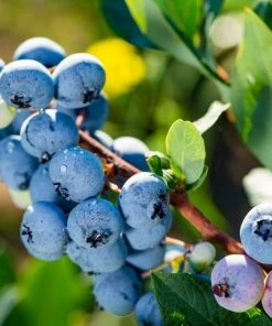 Garden Goods Direct Fruit & Nut Blue Gold Blueberry Bushes