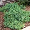 Garden Goods Direct Blue Pacific Juniper Shrubs