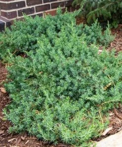 Garden Goods Direct Blue Pacific Juniper Shrubs