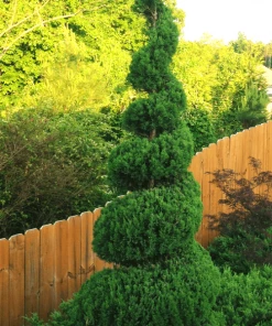 Garden Goods Direct Blue Point Juniper Spiral Topiary