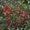 Garden Goods Direct Blue Princess Holly