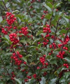 Garden Goods Direct Blue Princess Holly