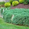 Garden Goods Direct Shrubs Blue Rug Juniper