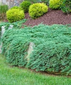 Garden Goods Direct Shrubs Blue Rug Juniper