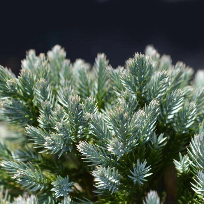 Garden Goods Direct Blue Star Juniper Shrubs 2 Garden Goods Direct Blue Star Juniper Shrubs