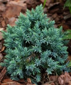 Garden Goods Direct Blue Star Juniper Shrubs