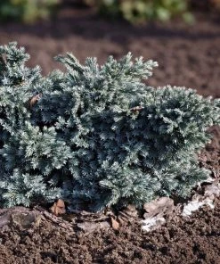 Garden Goods Direct Blue Star Juniper Shrubs 7 Garden Goods Direct Blue Star Juniper Shrubs