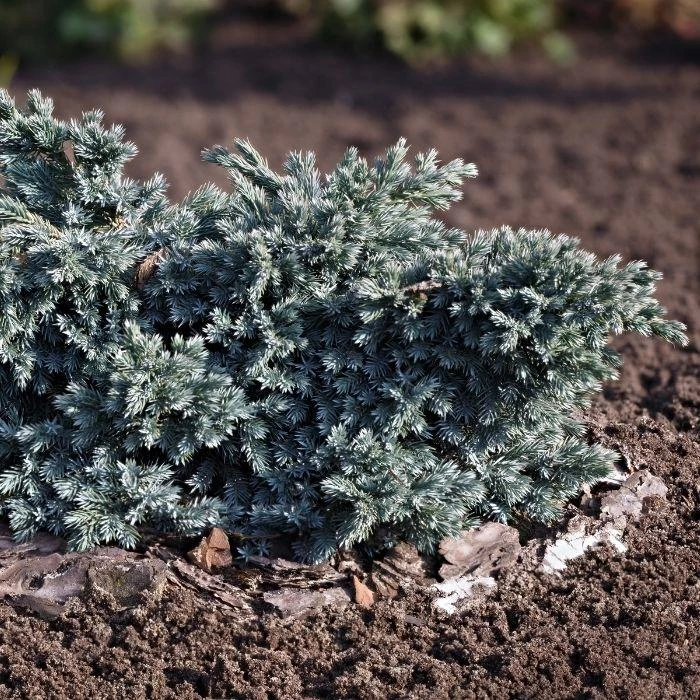 Garden Goods Direct Blue Star Juniper Shrubs 4 Garden Goods Direct Blue Star Juniper Shrubs