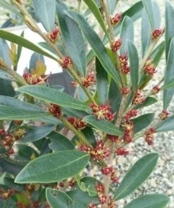 Garden Goods Direct Shrubs Distylium Blue Cascade