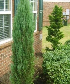 Garden Goods Direct Blue Point Juniper