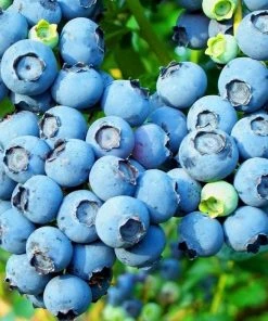 Garden Goods Direct Bluecrop Blueberry Fruit & Nut