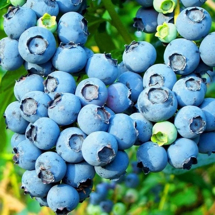 Garden Goods Direct Bluecrop Blueberry Fruit & Nut 2 Garden Goods Direct Bluecrop Blueberry Fruit & Nut