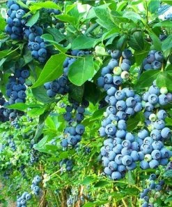 Garden Goods Direct Bluecrop Blueberry Fruit & Nut