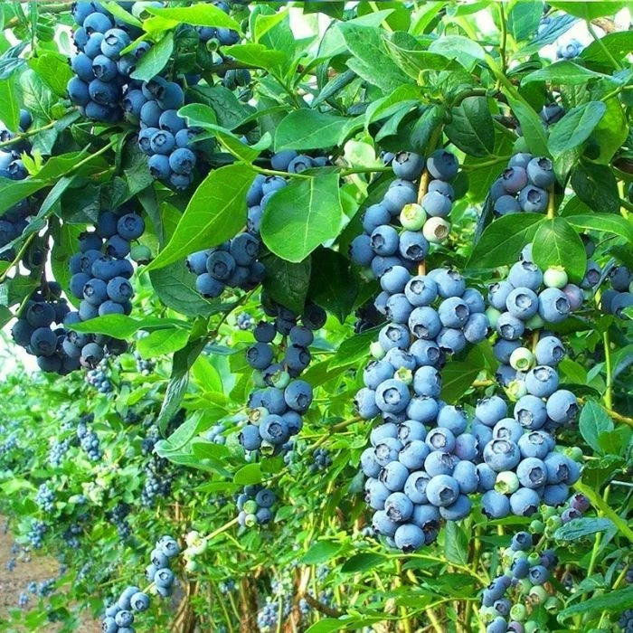 Garden Goods Direct Bluecrop Blueberry Fruit & Nut 1 Garden Goods Direct Bluecrop Blueberry Fruit & Nut