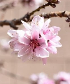 Garden Goods Direct Fruit & Nut Bonfire Patio Peach Tree