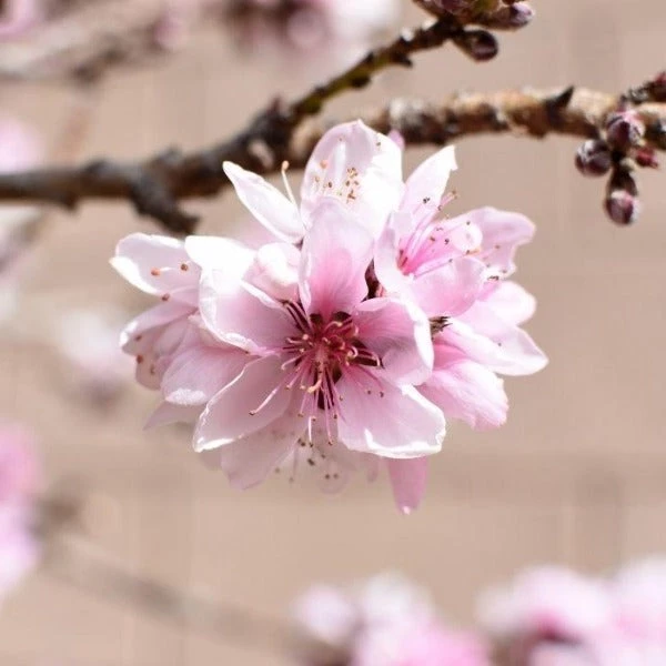 Garden Goods Direct Fruit & Nut Bonfire Patio Peach Tree 2 Garden Goods Direct Fruit & Nut Bonfire Patio Peach Tree