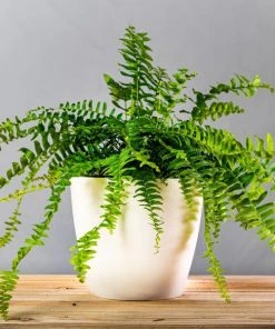 Garden Goods Direct Boston Fern House Plants