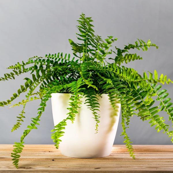 Garden Goods Direct Boston Fern House Plants 1 Garden Goods Direct Boston Fern House Plants