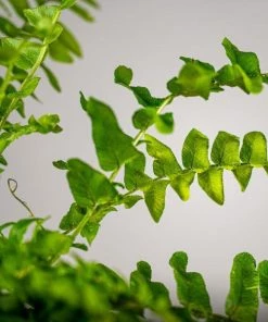 Garden Goods Direct Boston Fern House Plants 6 Garden Goods Direct Boston Fern House Plants