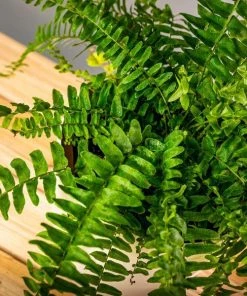 Garden Goods Direct Boston Fern House Plants
