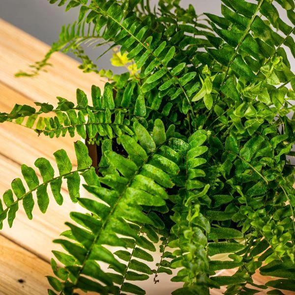 Garden Goods Direct Boston Fern House Plants 2 Garden Goods Direct Boston Fern House Plants