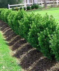 Garden Goods Direct Green Mountain Boxwood