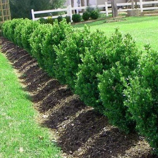 Garden Goods Direct Green Mountain Boxwood 2 Garden Goods Direct Green Mountain Boxwood