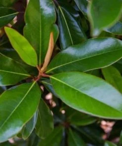 Garden Goods Direct Trees Magnolia Bracken's Brown Beauty 6 Garden Goods Direct Trees Magnolia Bracken's Brown Beauty