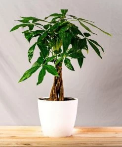 Garden Goods Direct Money Tree Plant House Plants
