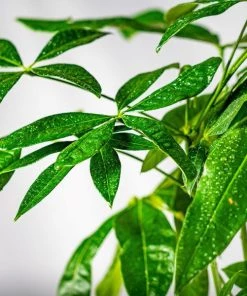 Garden Goods Direct Money Tree Plant House Plants