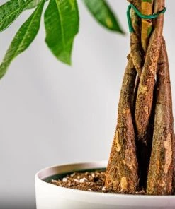 Garden Goods Direct Money Tree Plant House Plants