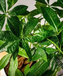 Garden Goods Direct Money Tree Plant House Plants